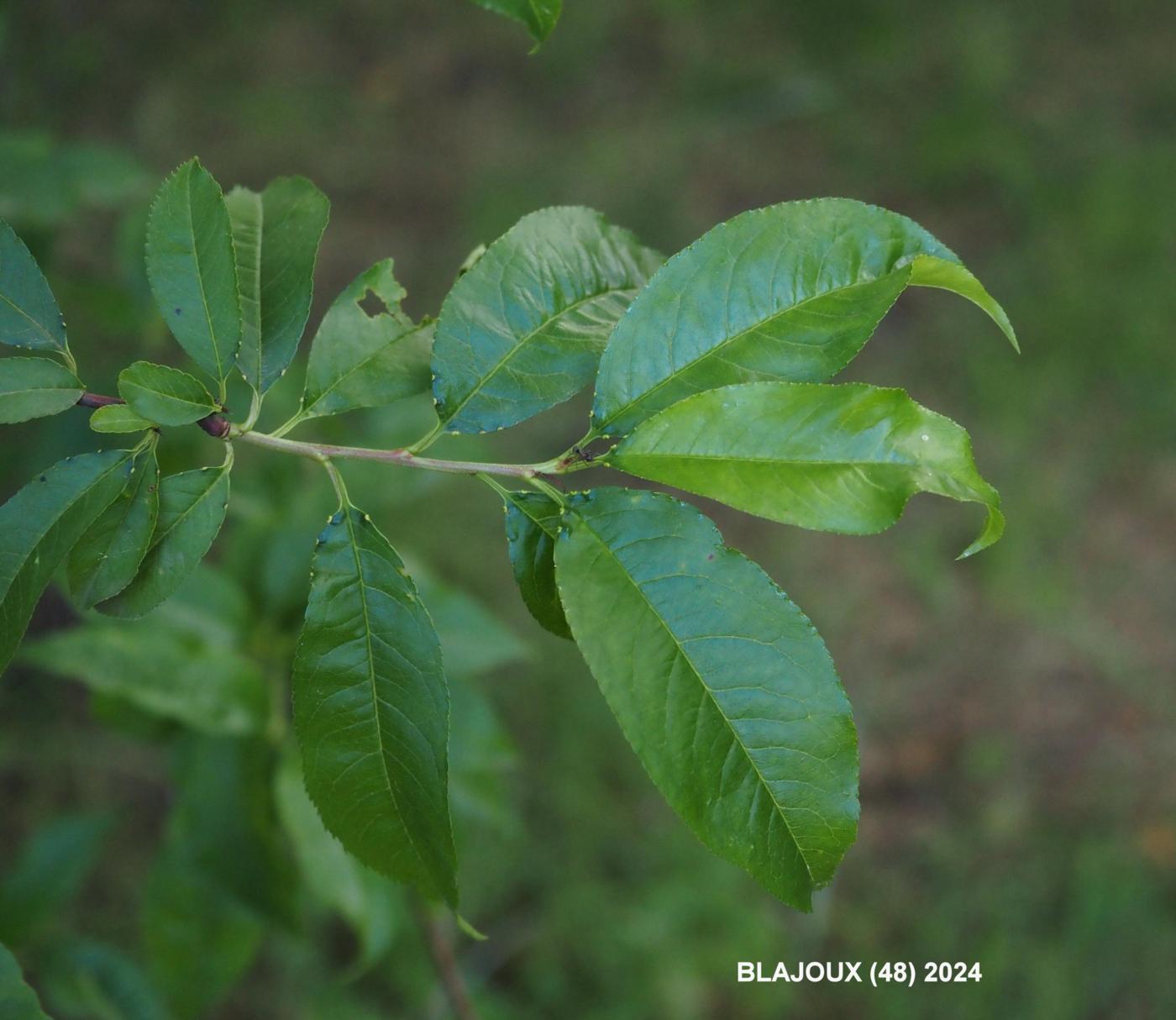 Peach leaf